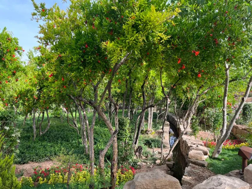 امکانات باغ گل های شیراز