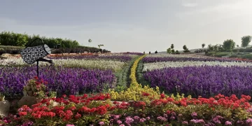 باغ گل های شیراز؛تجربه‌ای رنگارنگ و دلنشین در دل شهر