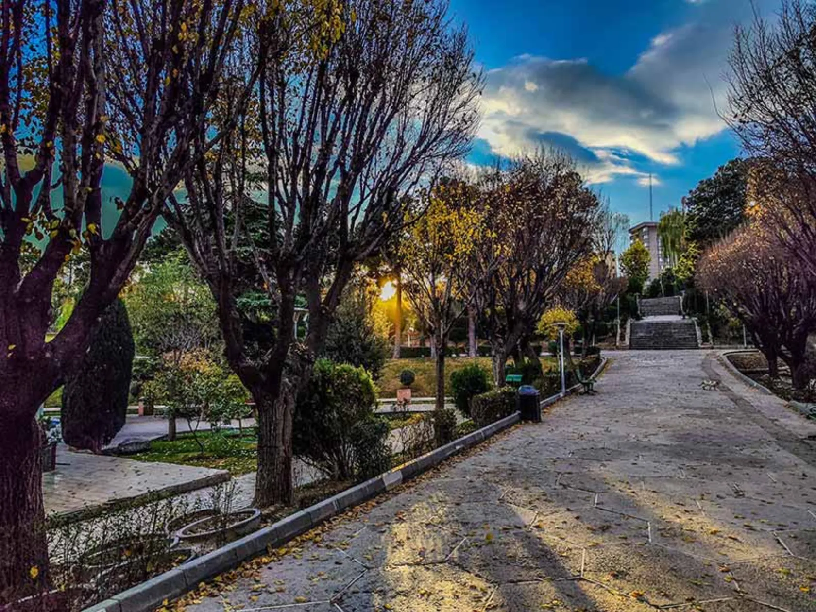 پارک ساعی کجاست؟