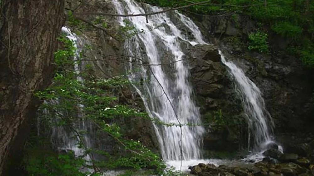 🌿 پوشش گیاهی و جانوری اطراف آبشار شارشار