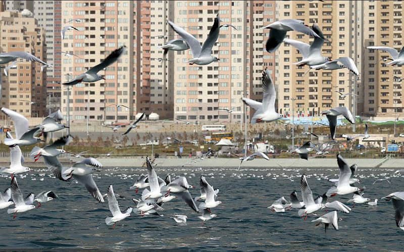 چرا باید به دریاچه چیتگر برویم؟